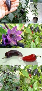 Mor jalapeno biberi tohumu chipotles purple jalapeno
