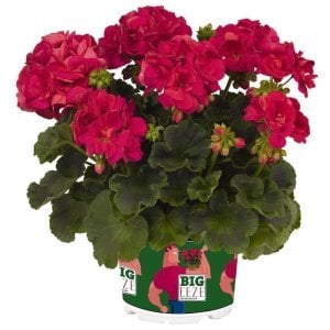 XXL çiçekli neon sardunya fidesi big eeze neon pelargonium