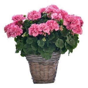 XXL çiçekli pembe sardunya fidesi big eeze foxy flamingo pelargonium
