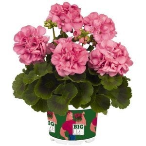 XXL çiçekli pembe sardunya fidesi big eeze foxy flamingo pelargonium