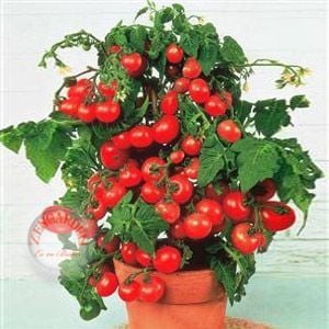 Totem gerçek saksı domates tohumu totem tomato seeds oturak tipi
