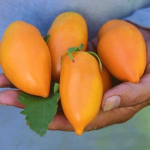 Turuncu salkım domates tohumu orange banana tomato seeds