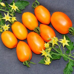 Turuncu salkım domates tohumu orange banana tomato seeds