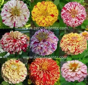 Kirli hanım çiçeği tohumu zinnia peppermint stick mix