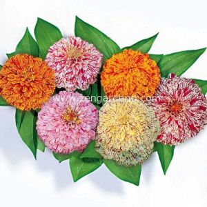 Kirli hanım çiçeği tohumu zinnia peppermint stick mix