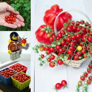 Minyatür bezelye domates tohumu geleneksel sweet pea currant tomato