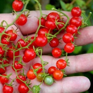 Minyatür bezelye domates tohumu geleneksel sweet pea currant tomato