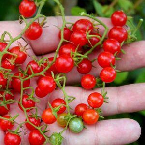 Minyatür bezelye domates tohumu geleneksel sweet pea currant tomato