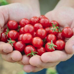 Minyatür bezelye domates tohumu geleneksel sweet pea currant tomato