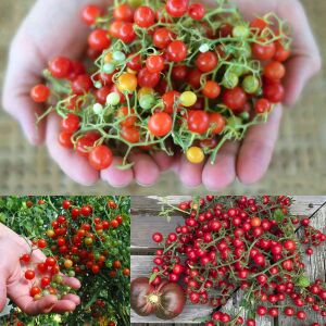 Minyatür bezelye domates tohumu geleneksel sweet pea currant tomato