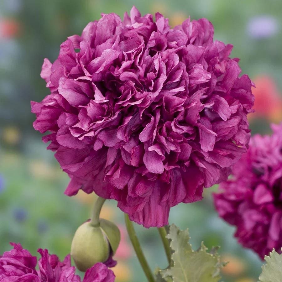 Mor katlı gelincik tohumu papaver purple peony