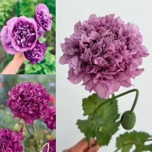 Mor katlı gelincik tohumu papaver purple peony