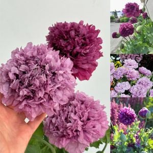 Mor katlı gelincik tohumu papaver purple peony