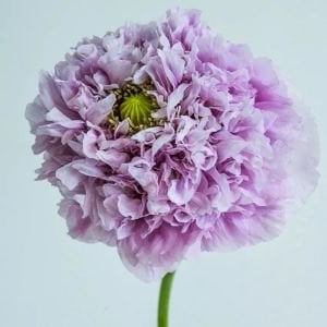 Mor katlı gelincik tohumu papaver purple peony