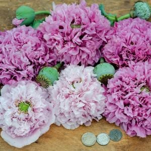 Mor katlı gelincik tohumu papaver purple peony