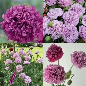 Mor katlı gelincik tohumu papaver purple peony