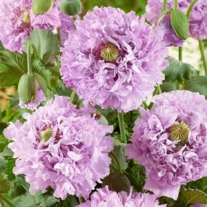 Mor katlı gelincik tohumu papaver purple peony