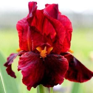 Sultan's palace iris süsen çiçeği soğanı iris germanica