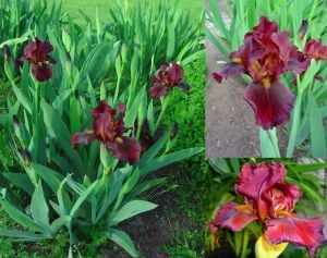 Sultan's palace iris süsen çiçeği soğanı iris germanica