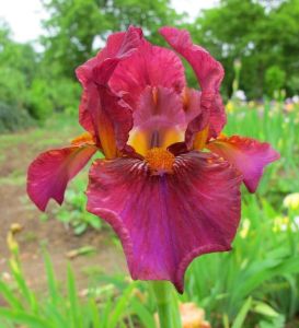 Sultan's palace iris süsen çiçeği soğanı iris germanica