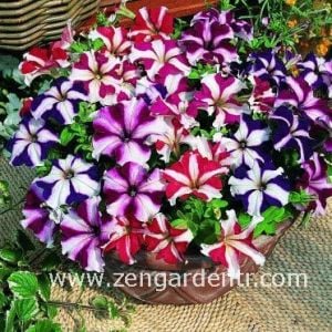 Yıldız petunya tohumu karışımı petunia stars mix