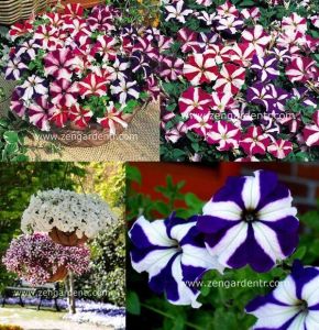 Yıldız petunya tohumu karışımı petunia stars mix