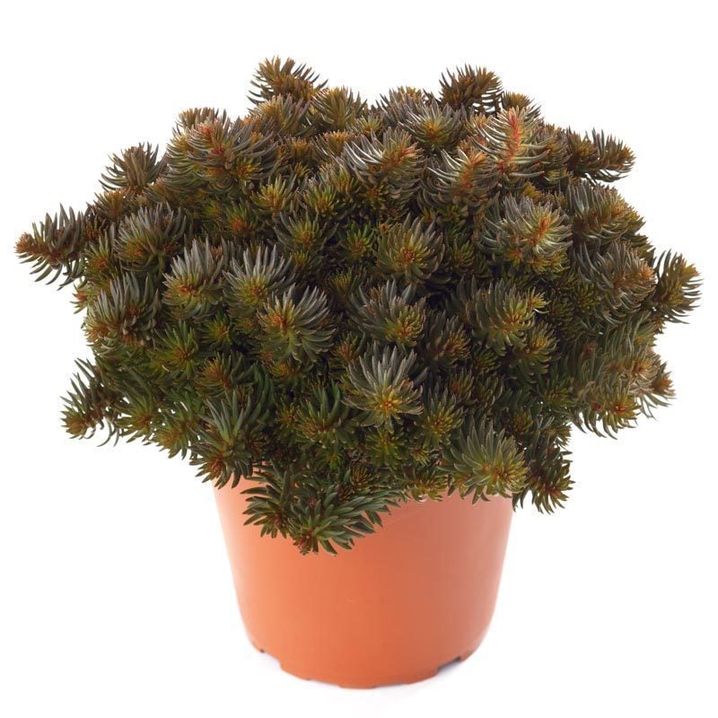 Sedum chocolate ball fidesi