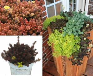 Sedum chocolate ball fidesi