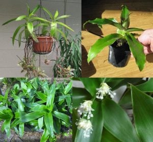 Callisia fragrans bitkisi tradescantia fragrans