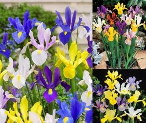 Iris hollandica soğanı karışımı