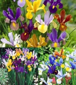 Iris hollandica soğanı karışımı
