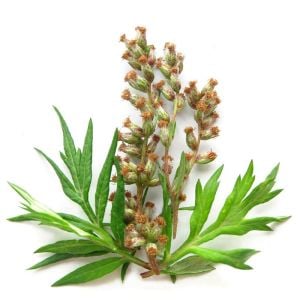 Şifalı miskotu ayvadana tohumu artemisia vulgaris mugwort