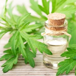 Şifalı miskotu ayvadana tohumu artemisia vulgaris mugwort