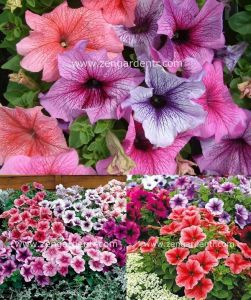Kırçıllı petunya tohumu karışımı petunia reflections mix
