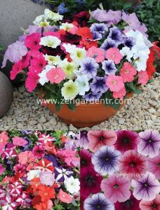 Kırçıllı petunya tohumu karışımı petunia reflections mix