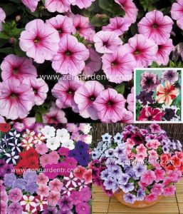 Kırçıllı petunya tohumu karışımı petunia reflections mix