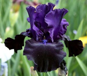 Black dragon iris çiçeği soğanı süsen