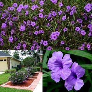 Mavi ruellia Meksika petunyası çiçeği fidanı