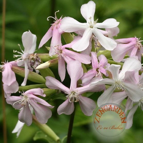 Şifalı çöven sabunotu tohumu saponaria officinalis