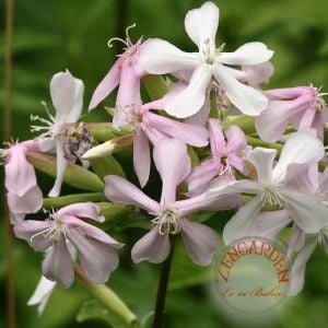 Şifalı çöven sabunotu tohumu saponaria officinalis