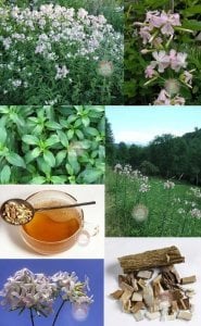 Şifalı çöven sabunotu tohumu saponaria officinalis
