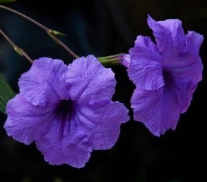 Mavi ruellia Meksika petunyası çiçeği fidanı