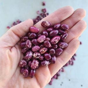 Whipple Atalık fasulye tohumu oturak tip