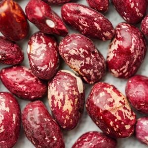 Whipple Atalık fasulye tohumu oturak tip
