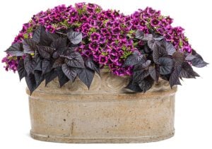 Siyah kalp yapraklı ipomoea batatas fidesi basket black heart