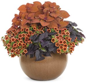 Siyah kalp yapraklı ipomoea batatas fidesi basket black heart