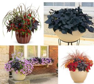 Siyah kalp yapraklı ipomoea batatas fidesi basket black heart