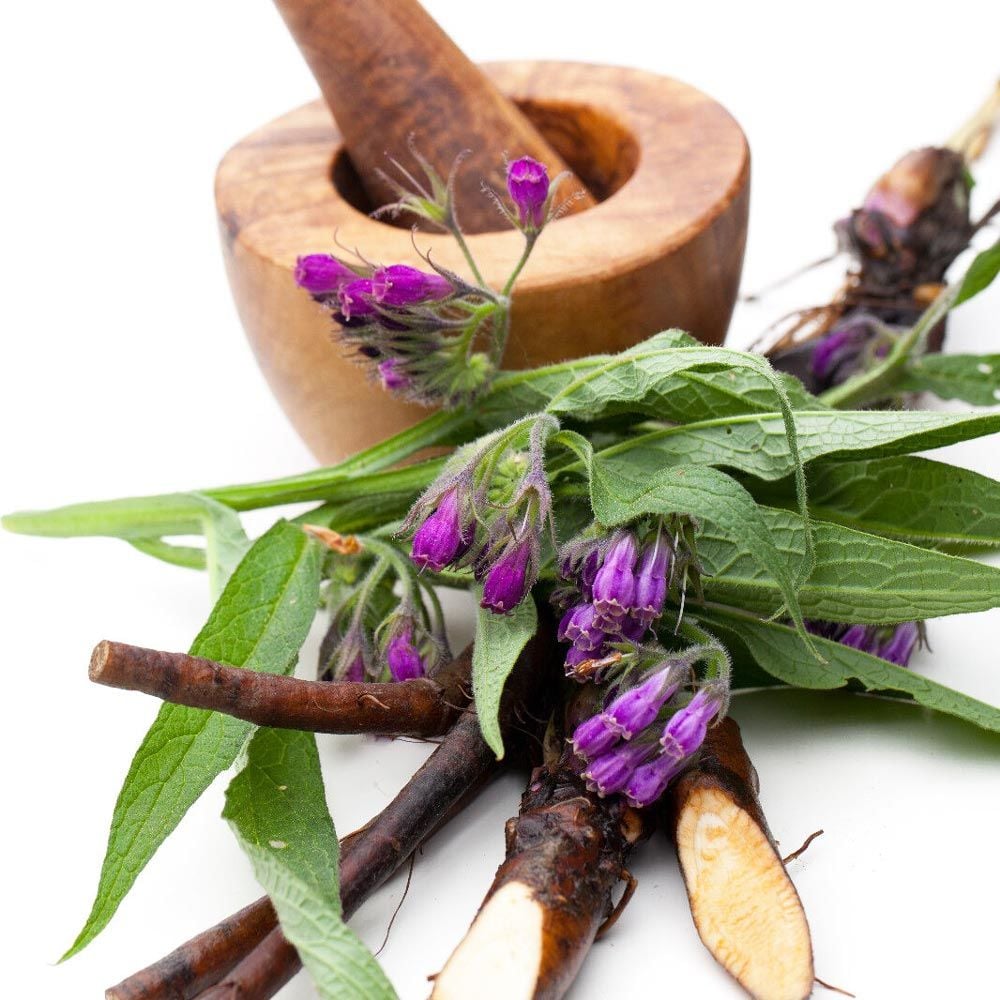 Şifalı karakafes otu tohumu symphytum officinale comon comfrey