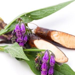 Doğal gübre karakafes otu tohumu symphytum officinale comfrey