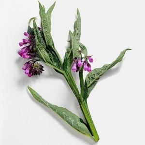 Şifalı karakafes otu tohumu symphytum officinale comon comfrey